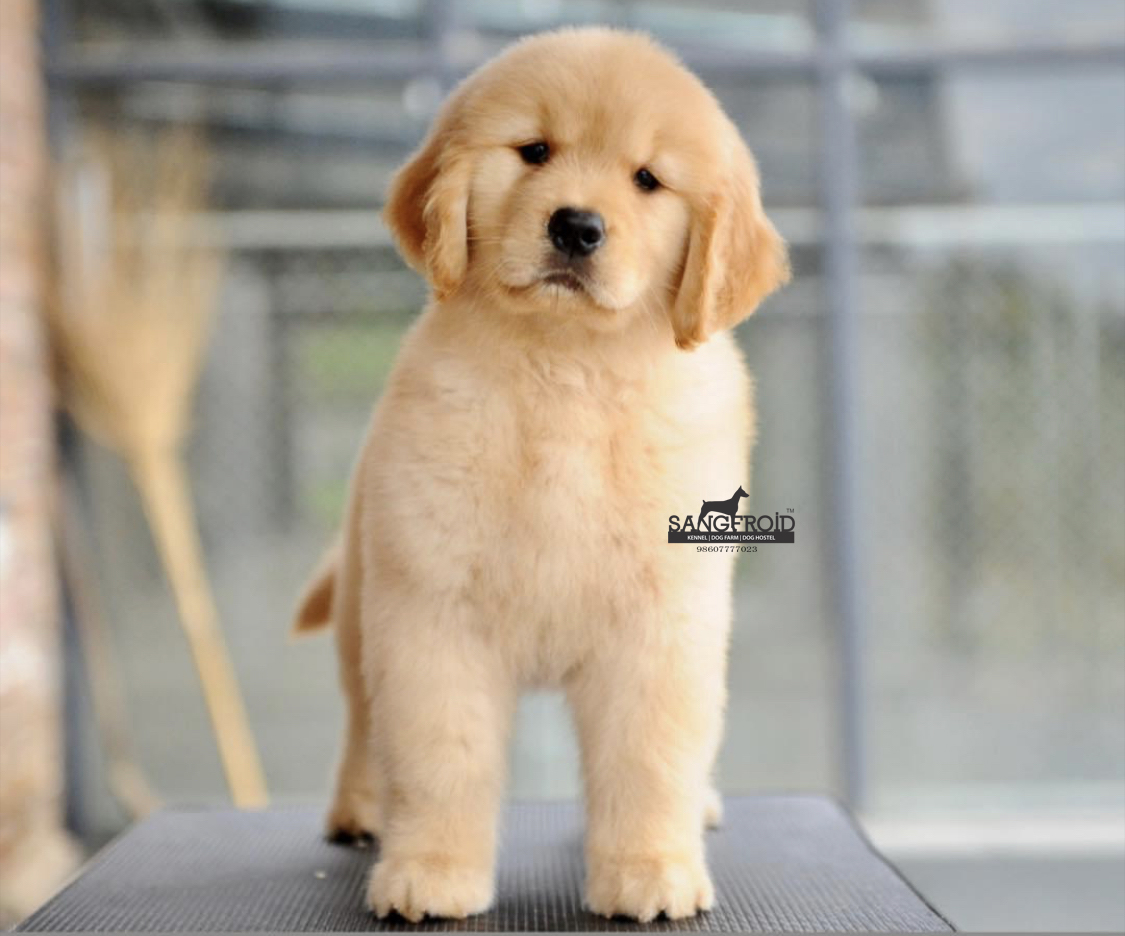Image of Golden Retriever posted on 2022-08-22 04:07:05 from pune